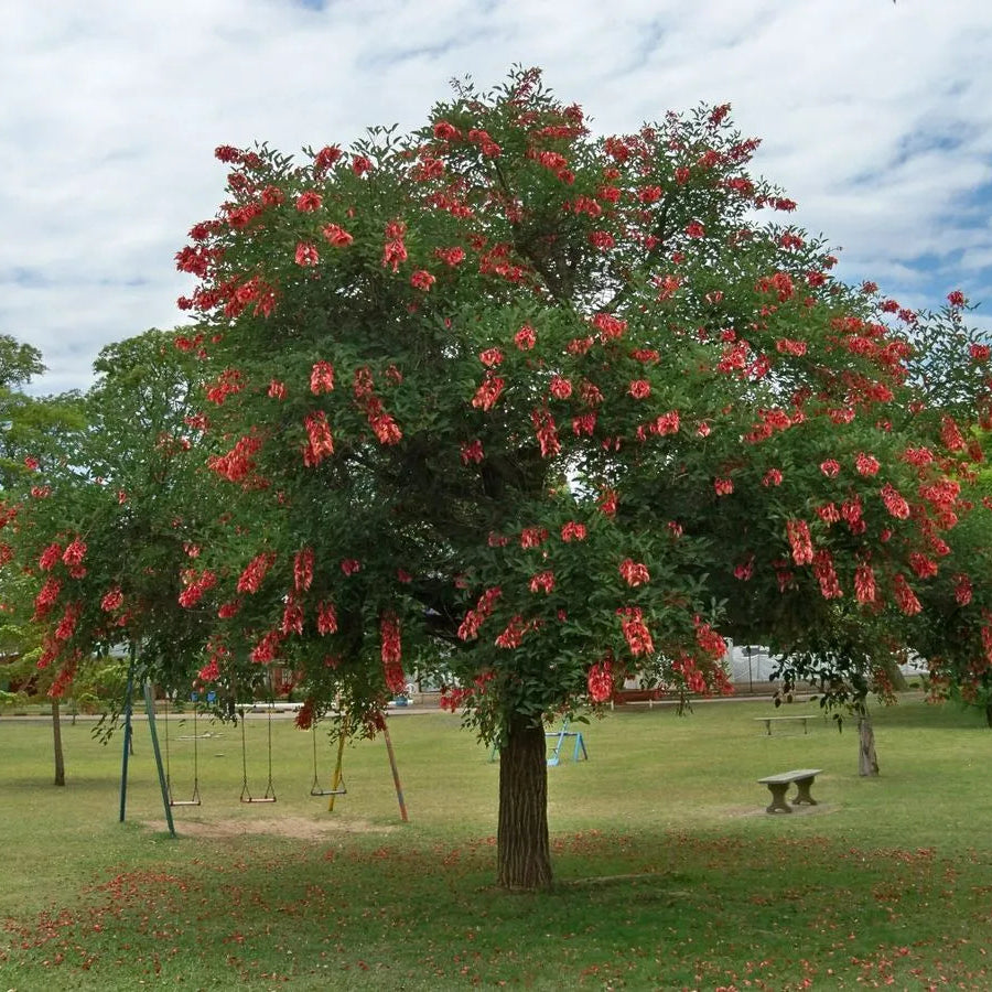 Buy Erythrina Crista-Galli (Cockspur Coral Tree) - Plant Online at Lalitenterprise