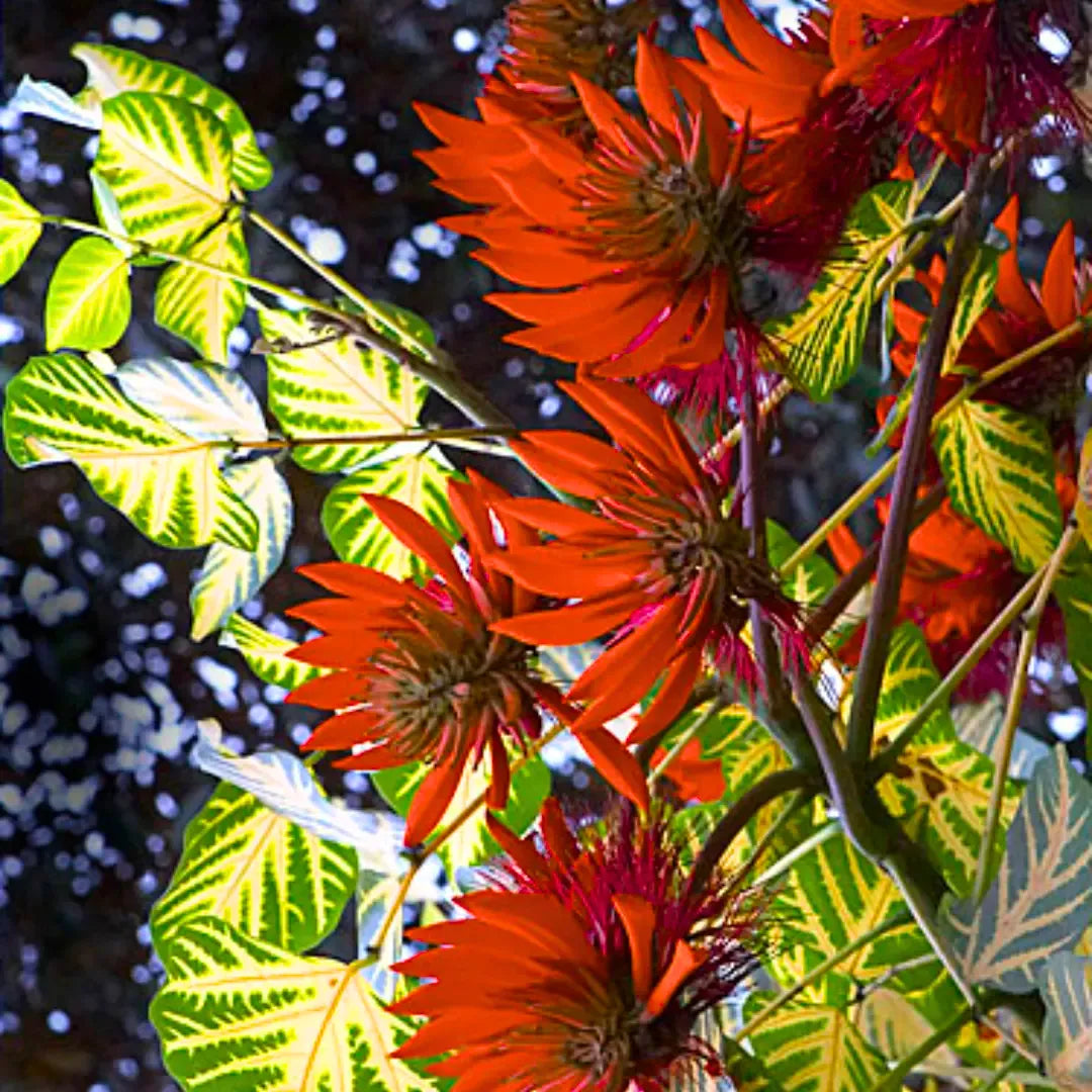 Buy Erythrina Variegata (Tiger Claw) - Plant Online at Lalitenterprise