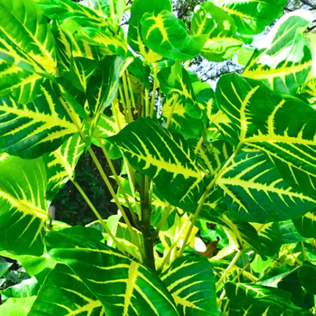 Buy Indian Coral Tree - Plant Online at Lalitenterprise