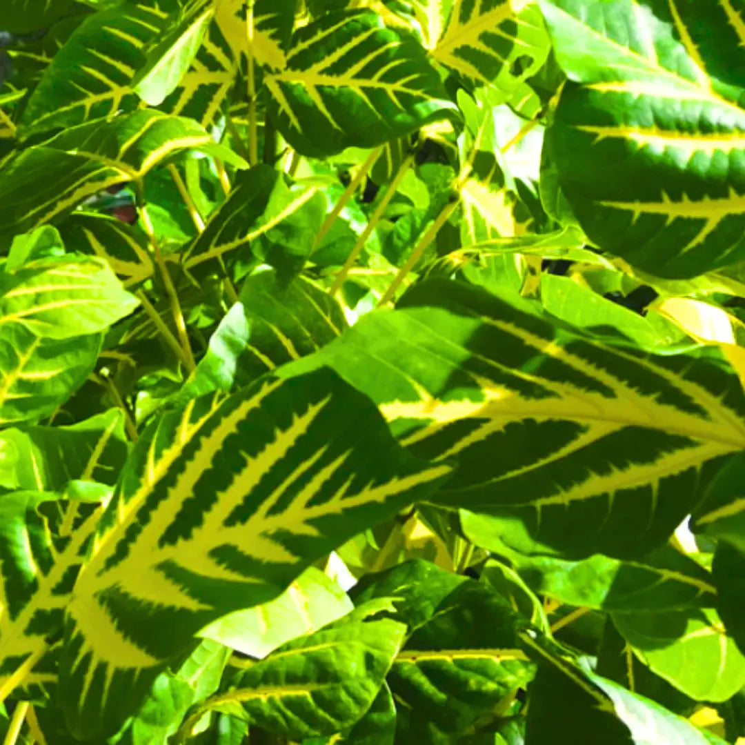 Buy Erythrina Variegata (Tiger Claw) Indian Coral Tree - Plant Online at Lalitenterprise