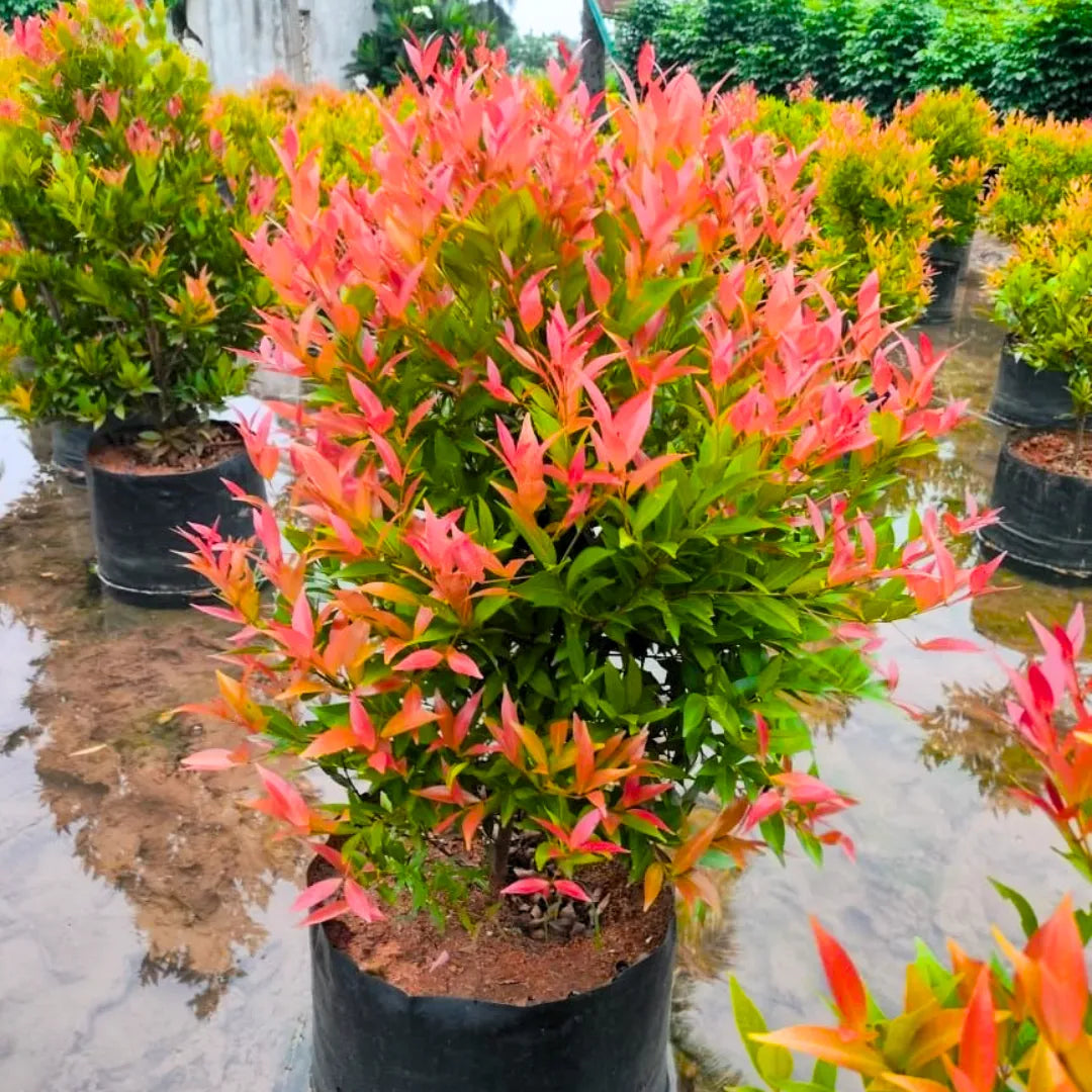 Buy Eugenia "Syzygium Campanulatum" - Plant Online at Lalitenterprise