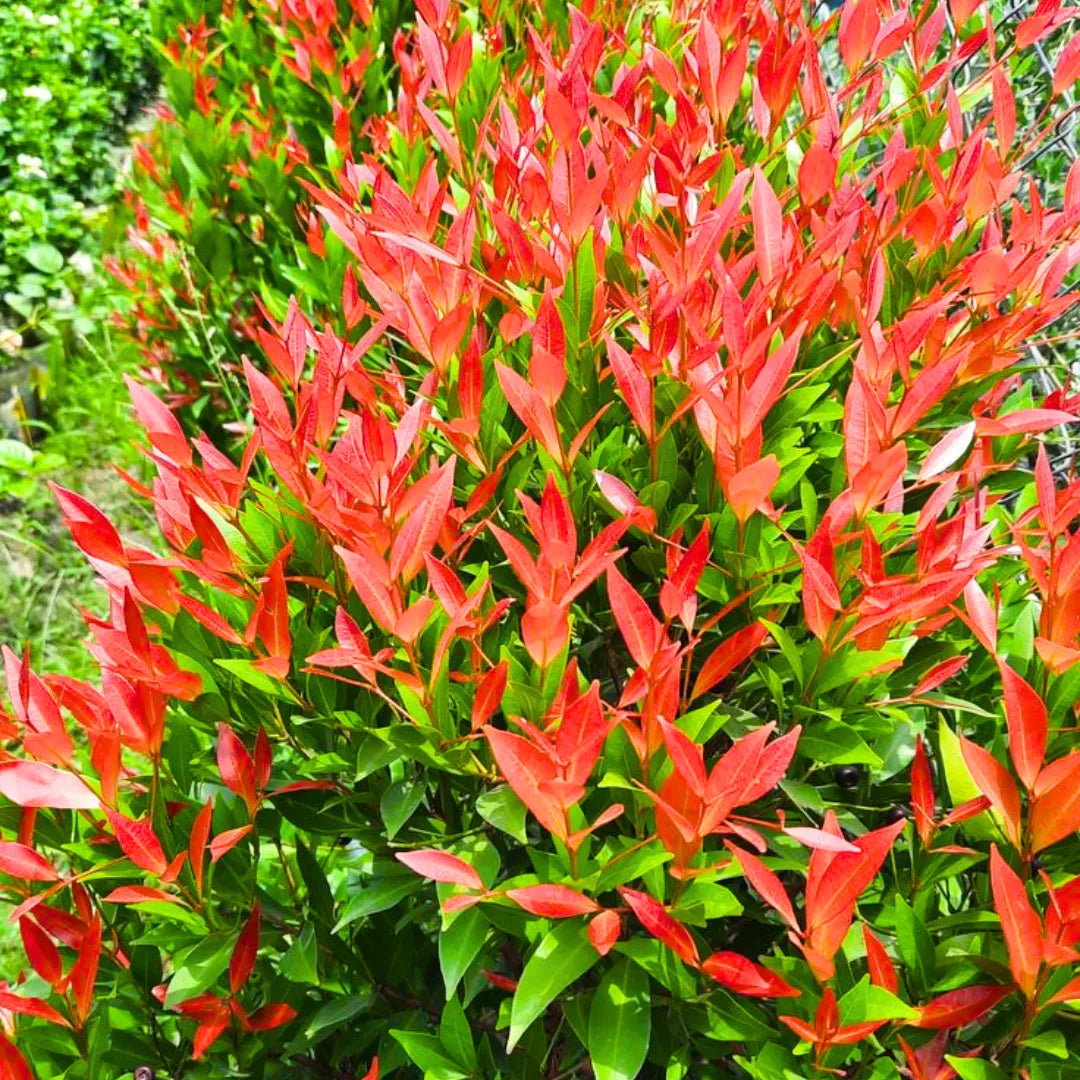 Buy Syzygium Campanulatum - Plant Online at Lalitenterprise