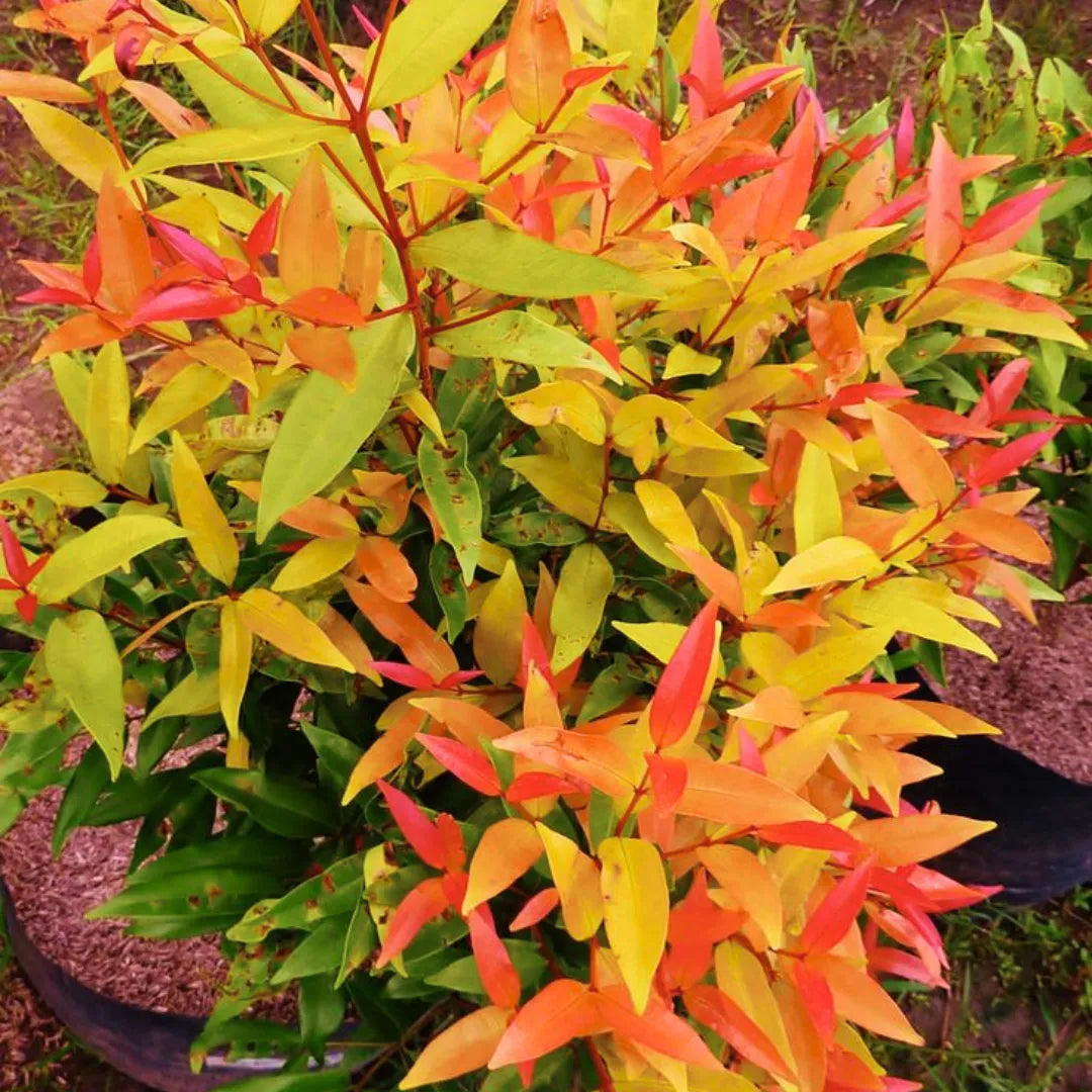 Buy Eugenia - Plant Online at Lalitenterprise