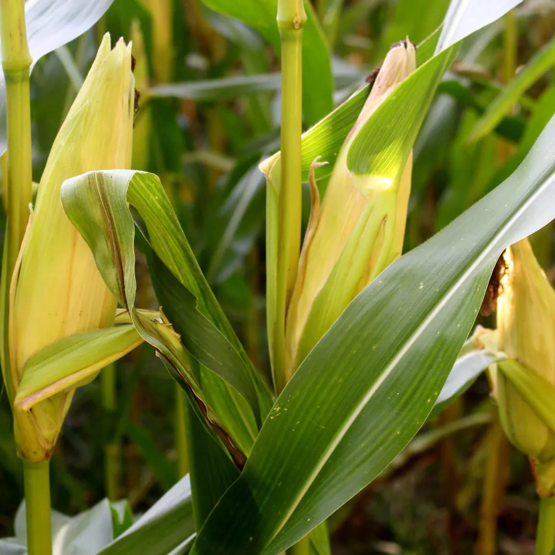 Buy Exotic Sweet Corn Seeds Combo Online at Lalitenterprise