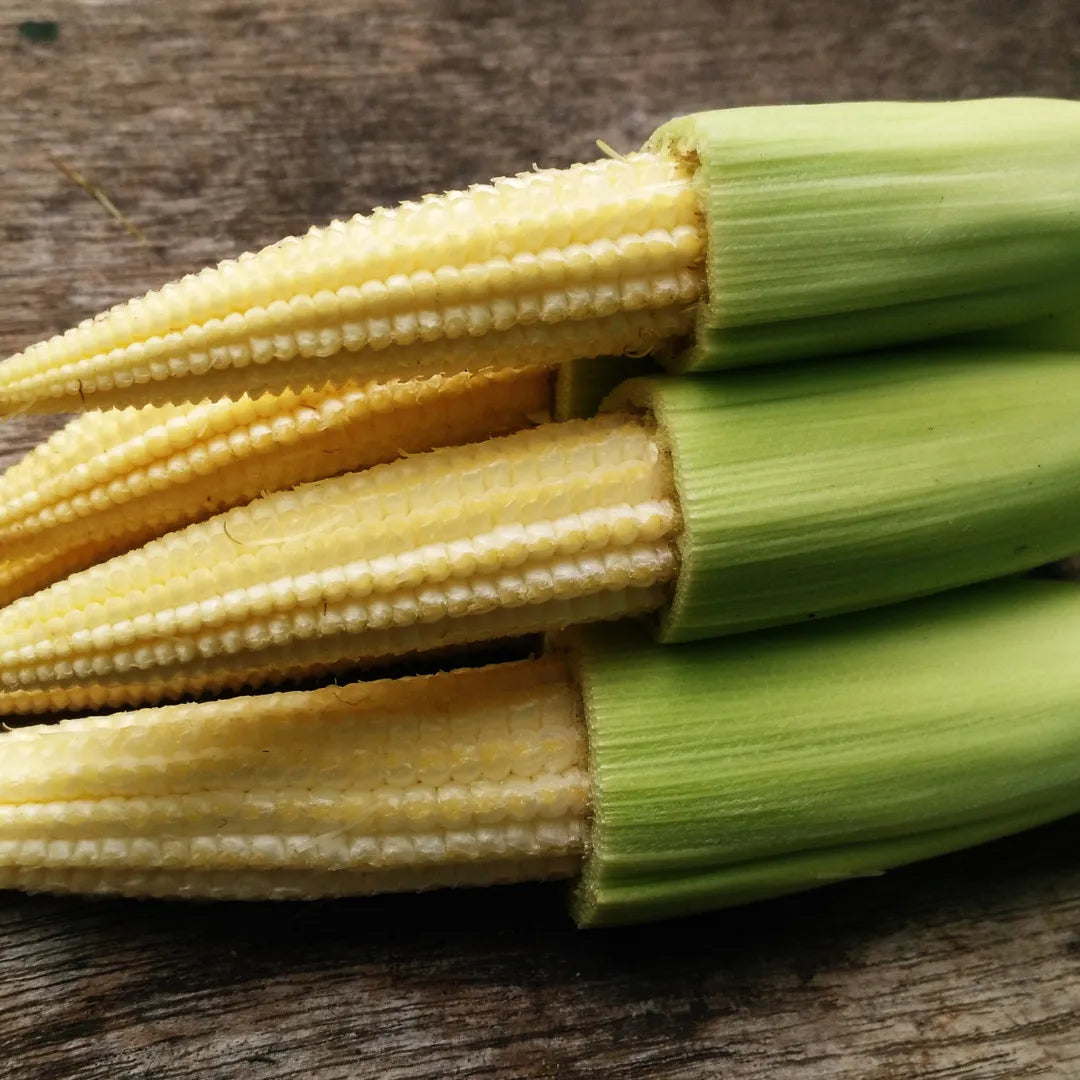 Buy Baby Corn Vegetable Seeds Combo Online at Lalitenterprise