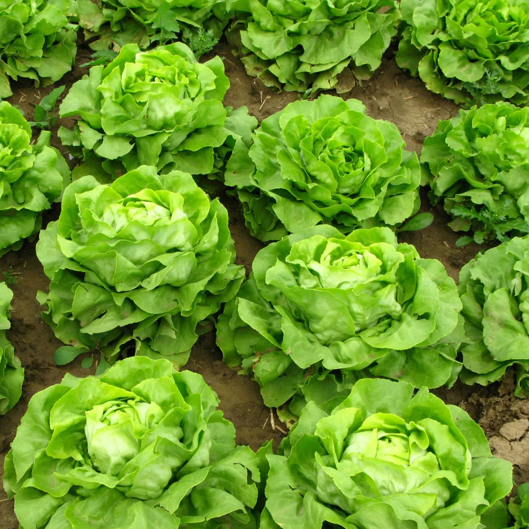 Buy Exotic Lettuce Seeds Combo Online at Lalitenterprise
