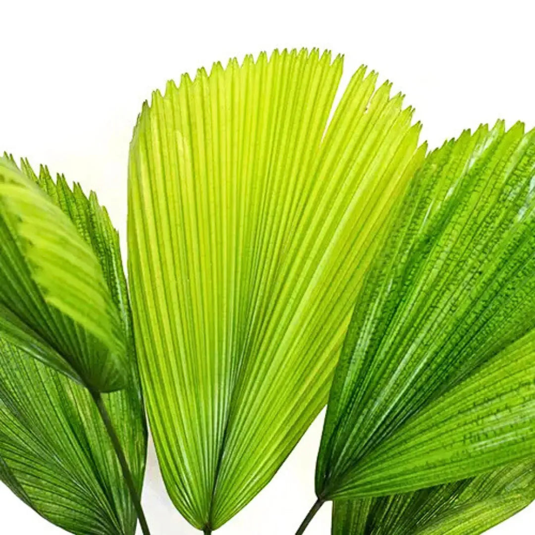 Buy Licuala Grandis – Plant Online at Lalitenterprise
