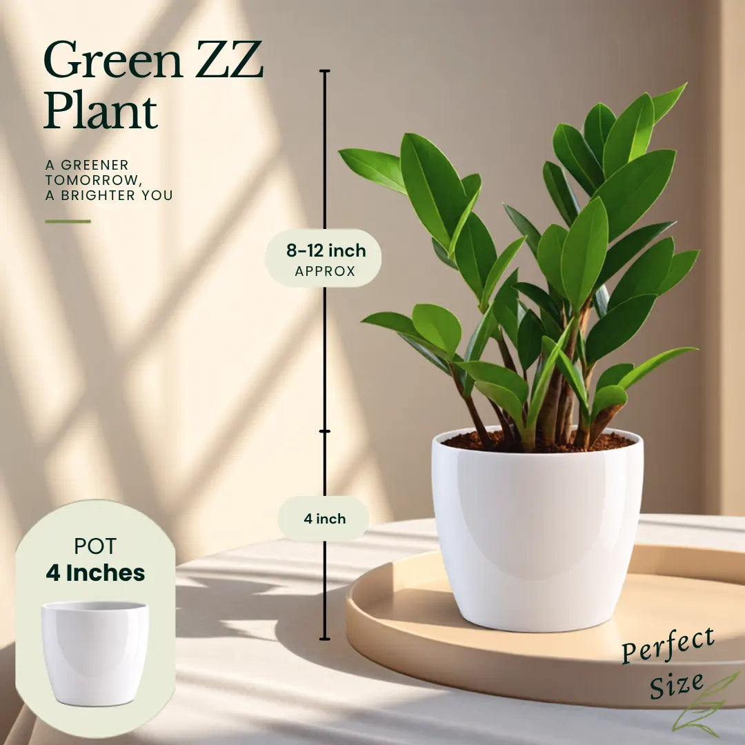 Buy Festive Decor Air Purifying Plants Online at Lalitenterprise