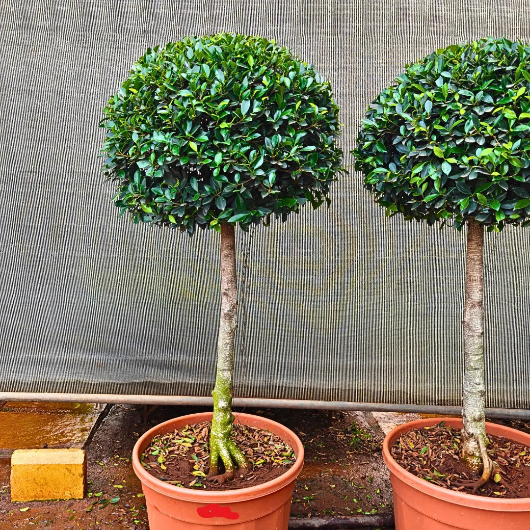 Buy Ficus Microcarpa "Single Ball" - Plant Online at Lalitenterprise