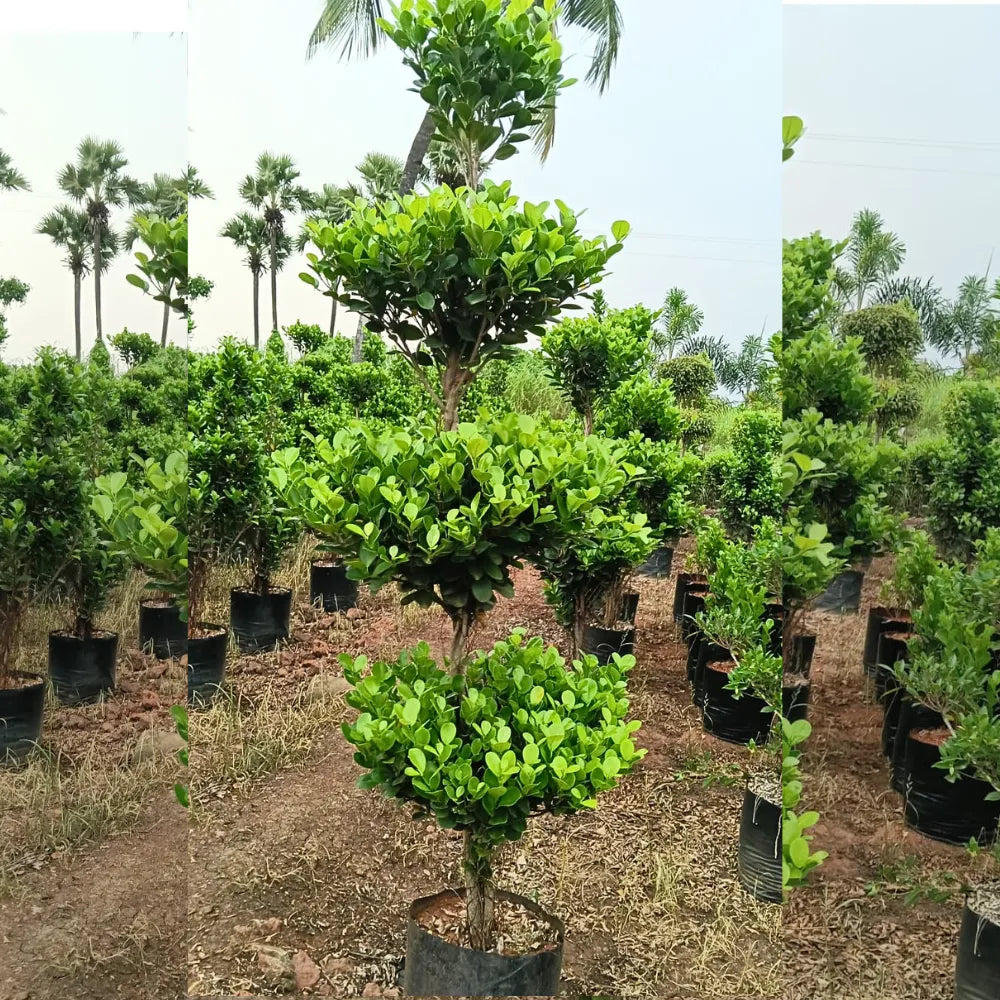 Buy Ficus Moclame "4 Step" Topiary - Plant Online at Lalitenterprise
