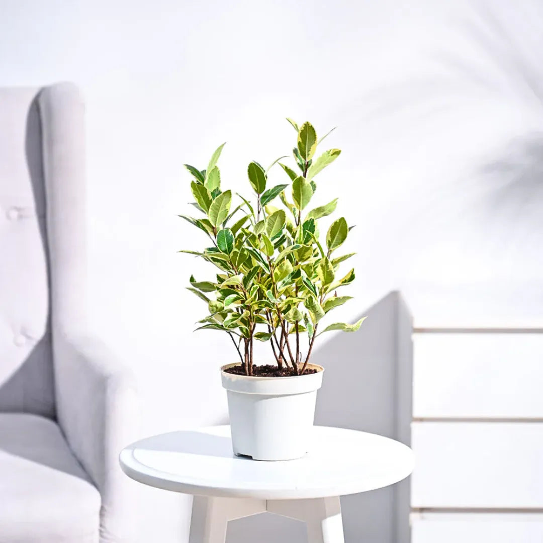 Buy Ficus Prestige - Plant Online at Lalitenterprise