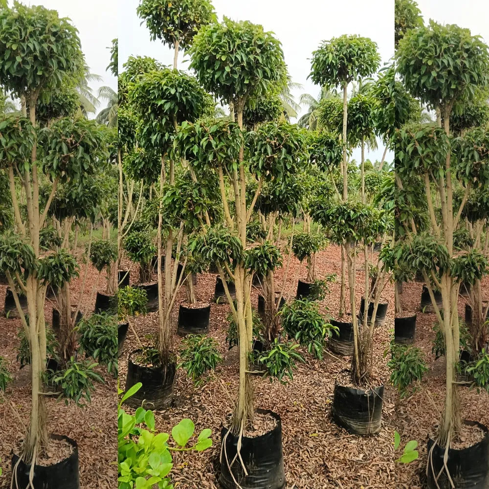 Buy Ficus Retusa Topiary - Plant Online at Lalitenterprise