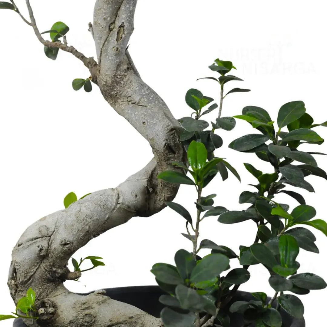 bonsai s form Ficus S- Shape 