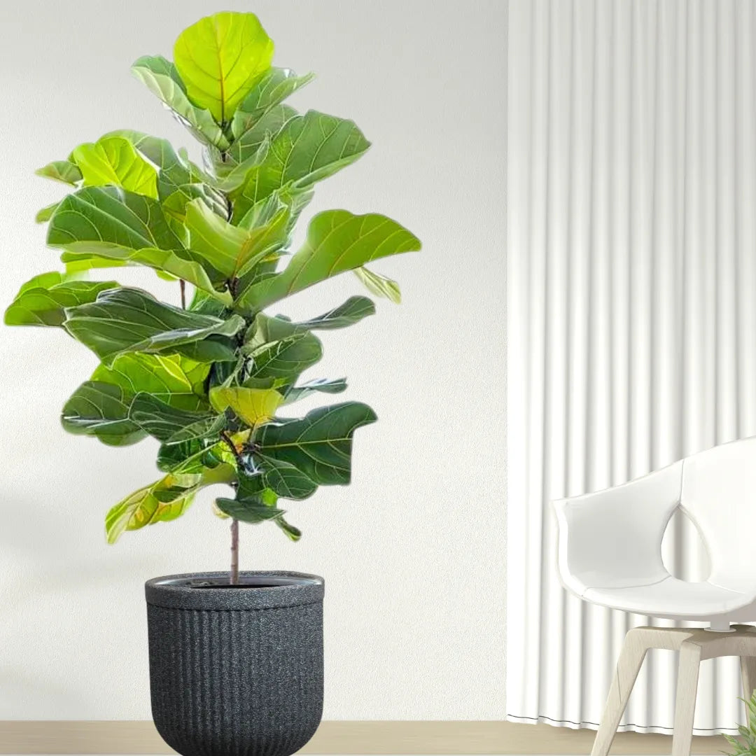 fiddle leaf fig buy online Fiddle Leaf Fig "Ficus Lyrata"