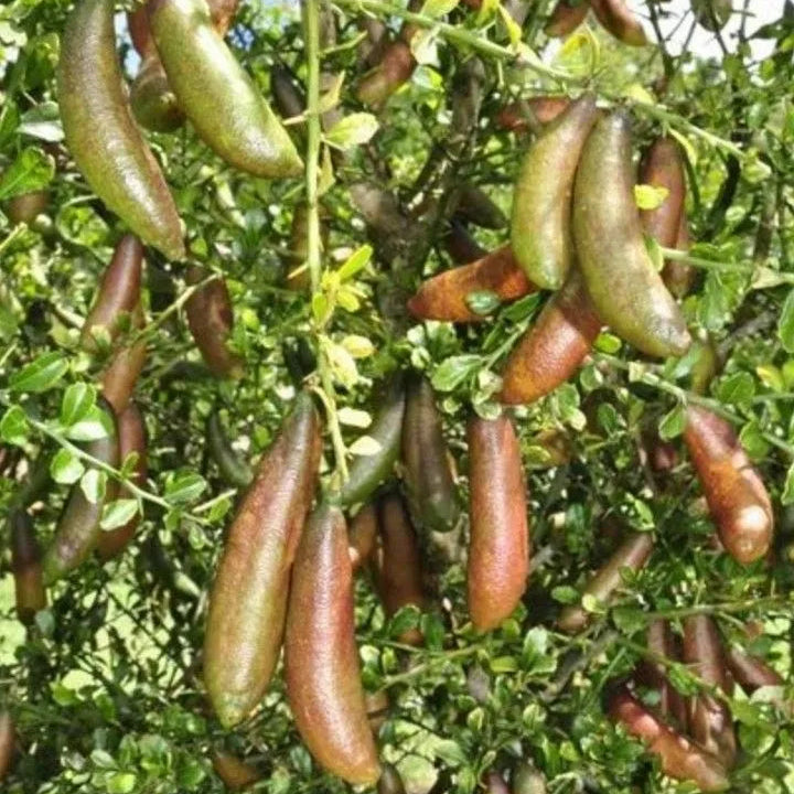 Buy Finger Lemon (Citrus Australasica) - Plant Online at Lalitenterprise