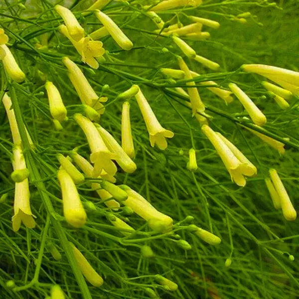 Buy Russelia Equisetiformis - Plants Online at Lalitenterprise