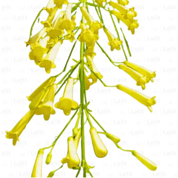 Buy Fire Cracker - Plants Online at Lalitenterprise