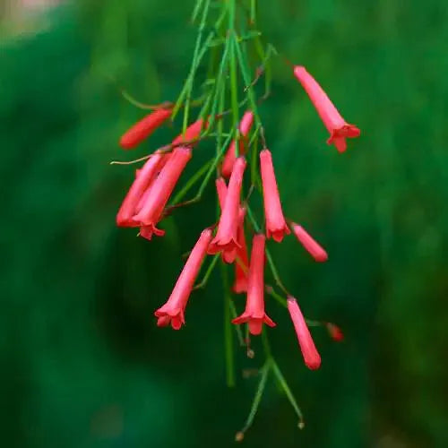 Buy Russelia Equisetiformis | Fire Cracker | - Plants Online at Lalitenterprise