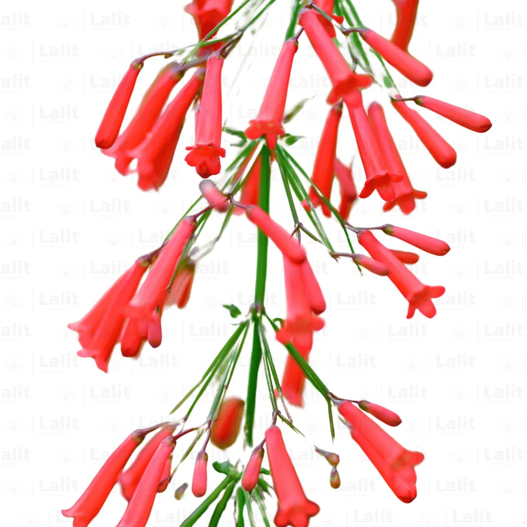 Buy Fire Cracker - Plants Online at Lalitenterprise
