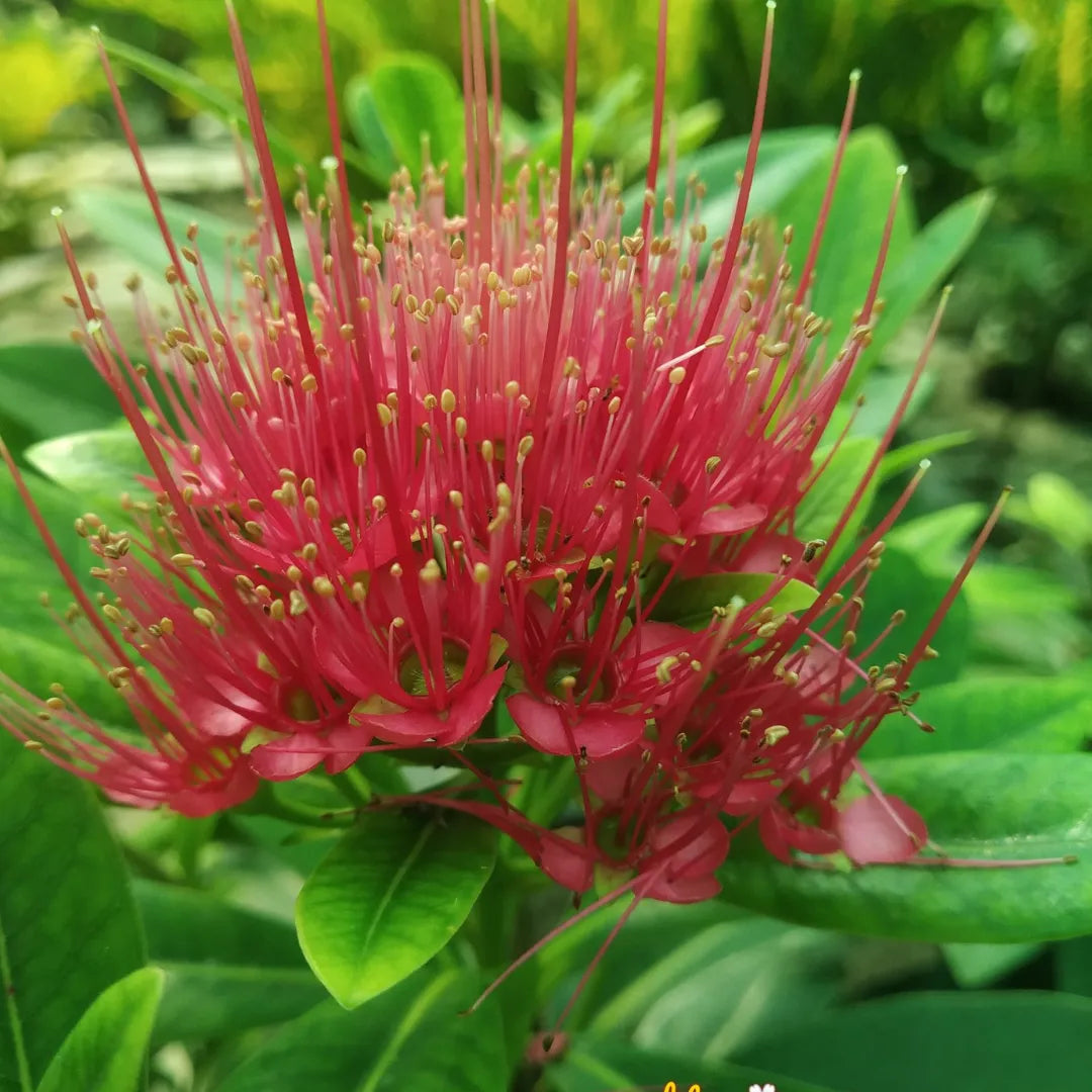 Buy "Xanthostemon chrysanthus" Plant Online at Lalitenterprise