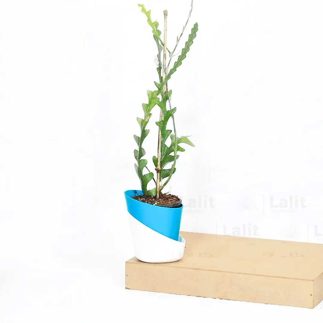 Buy Fishbone Cactus (Epiphyllum Anguliger) - Plant Online at Lalitenterprise