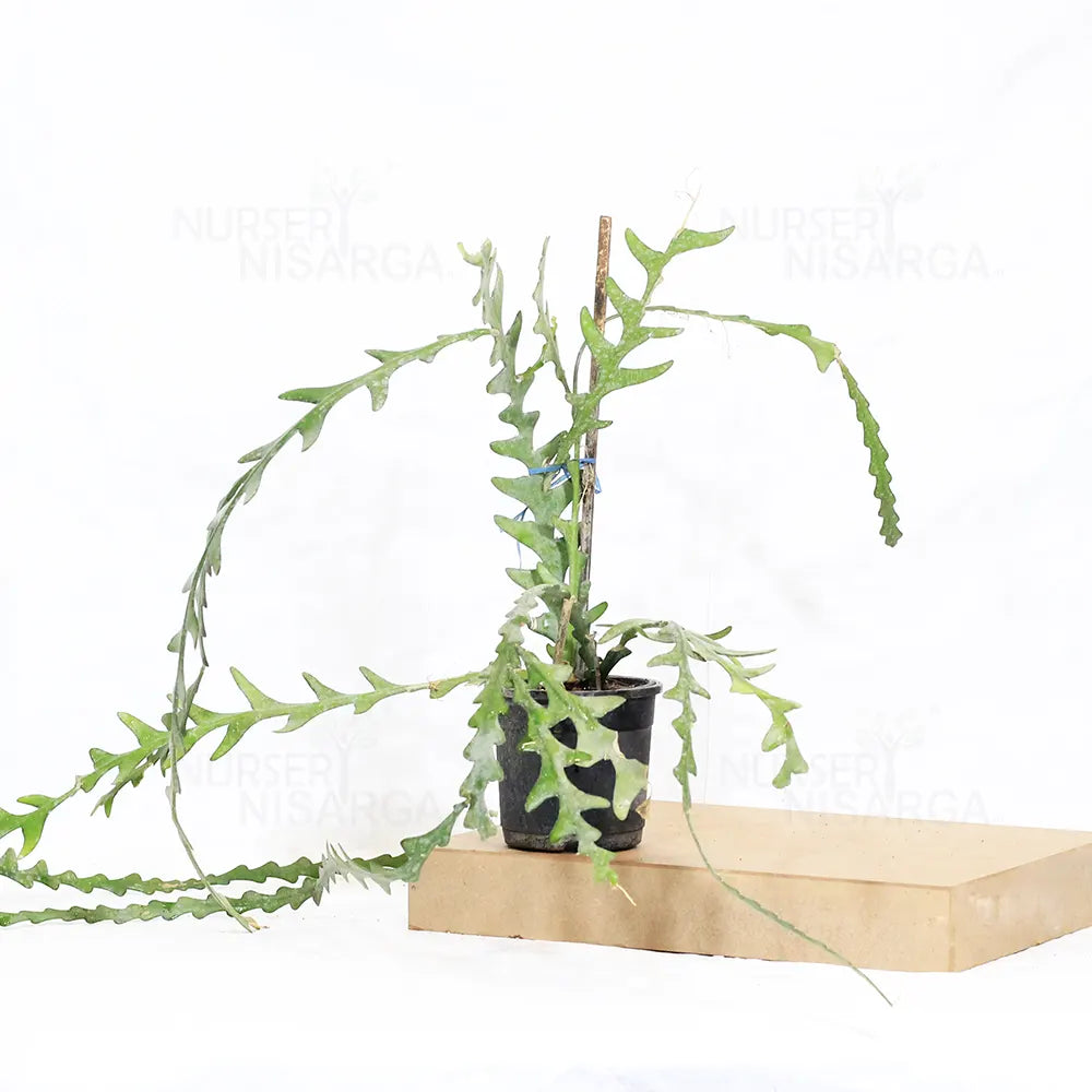 Buy Fishbone Cactus (Epiphyllum Anguliger) - Plant Online at Lalitenterprise