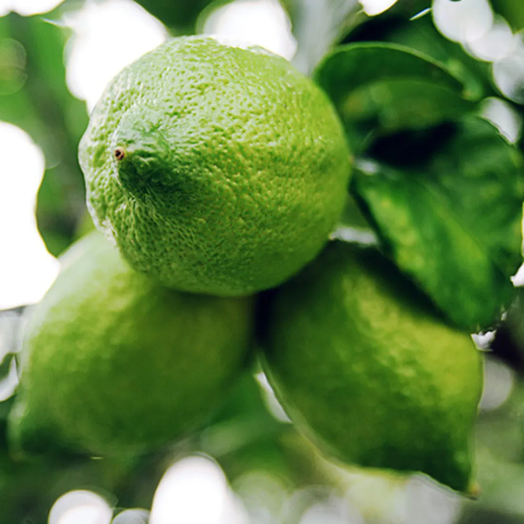 Buy Gandharaj Lemon (Kaffir Lime) "Big Nimbu" – Plant Online at Lalitenterprise
