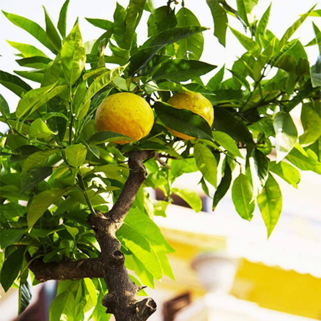 Buy Kaffir Lime "Big Nimbu" – Plant Online at Lalitenterprise