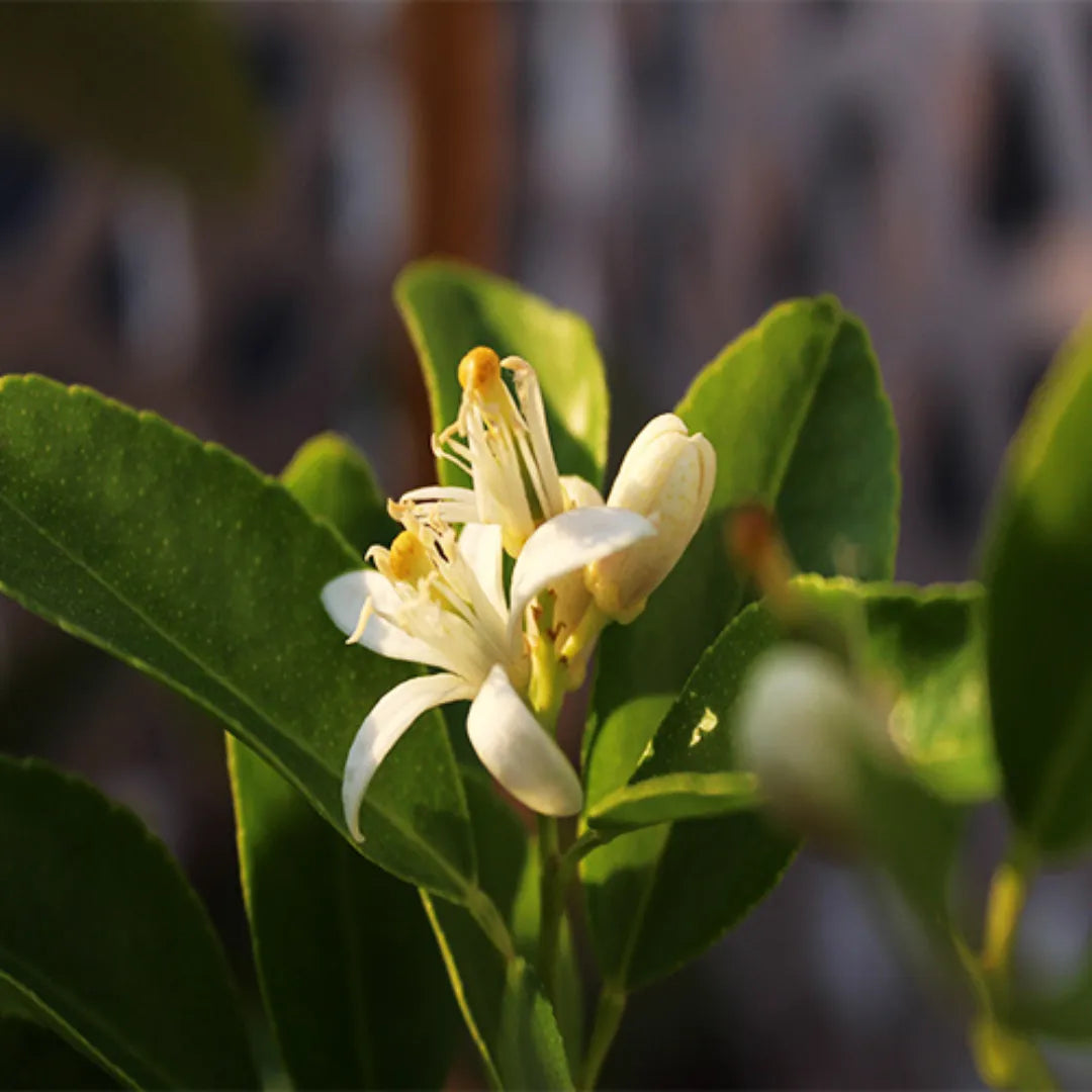 Buy Gandharaj Lemon "Big Nimbu" – Plant Online at Lalitenterprise
