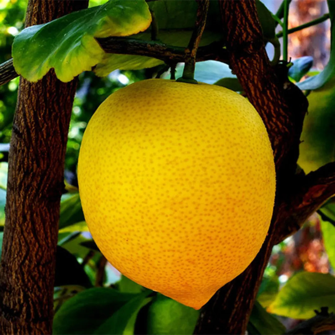 Buy Kaffir Lime "Big Nimbu" – Plant Online at Lalitenterprise