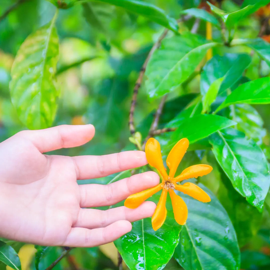 Gardenia jasminoides 'Siam Golden' Plant