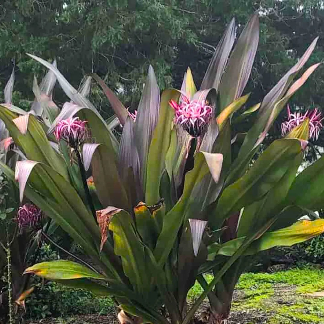 crinum lily flower Giant Crinum Lily (Crinum Asiaticum)
