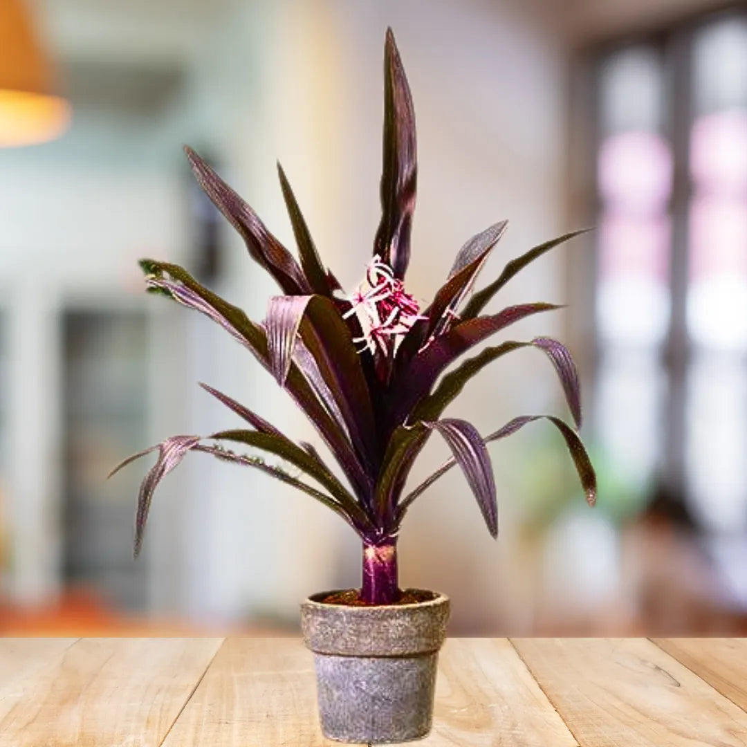 Buy Giant Crinum Lily (Crinum Asiaticum) - Plant Online at Lalitenterpise