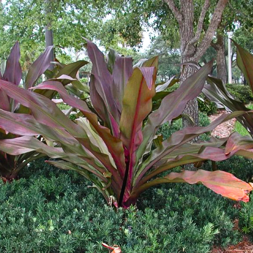 Buy Giant Crinum Lily - Plant Online at Lalitenterpise