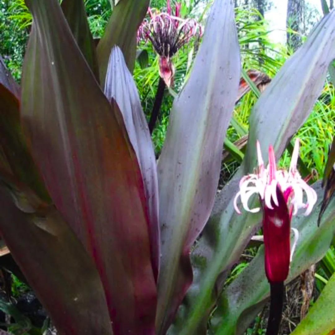 Buy Giant Crinum Lily (Crinum Asiaticum) - Plant Online at Lalitenterpise