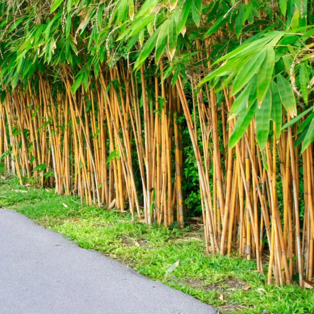 Buy Golden Bamboo (Phyllostachys Aurea) - Plant Online at Lalitenterprise