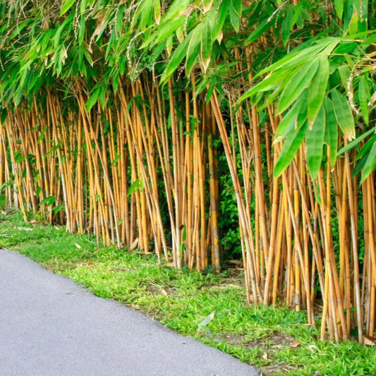 Buy Golden Bamboo (Phyllostachys Aurea) - Plant Online at Lalitenterprise
