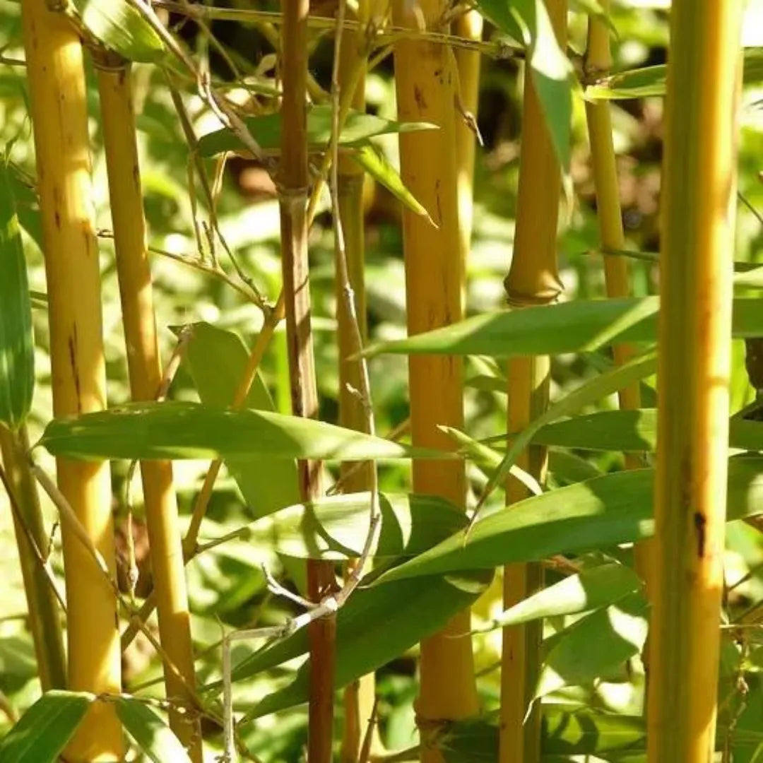 Buy Phyllostachys Aurea - Plant Online at Lalitenterprise
