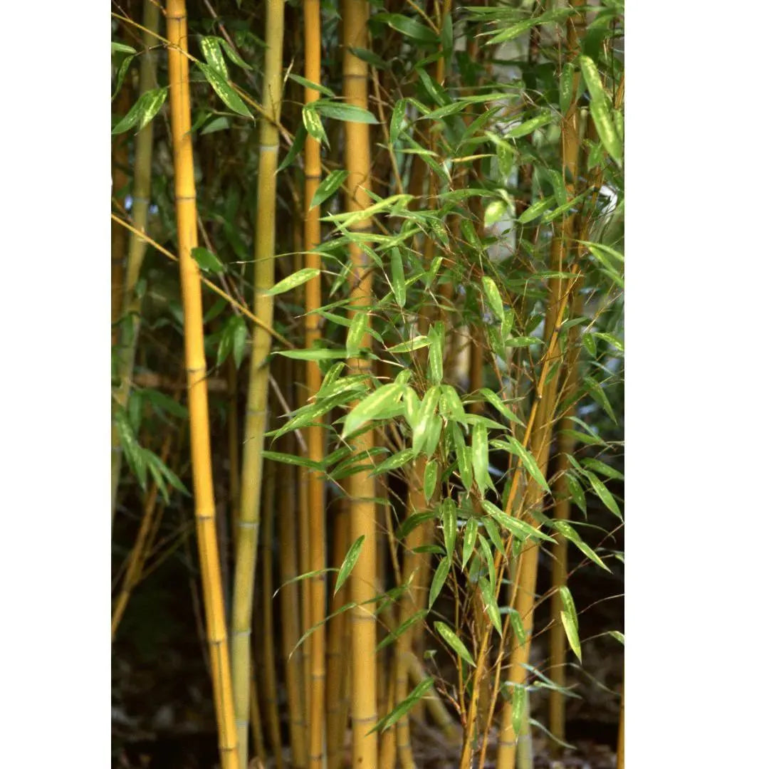 Buy Golden Bamboo - Plant Online at Lalitenterprise