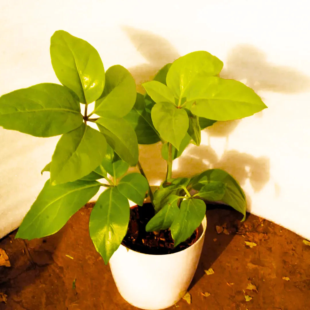 Buy Golden Brassia (Schefflera Actinophylla) - Plant Online at Laliteterprise