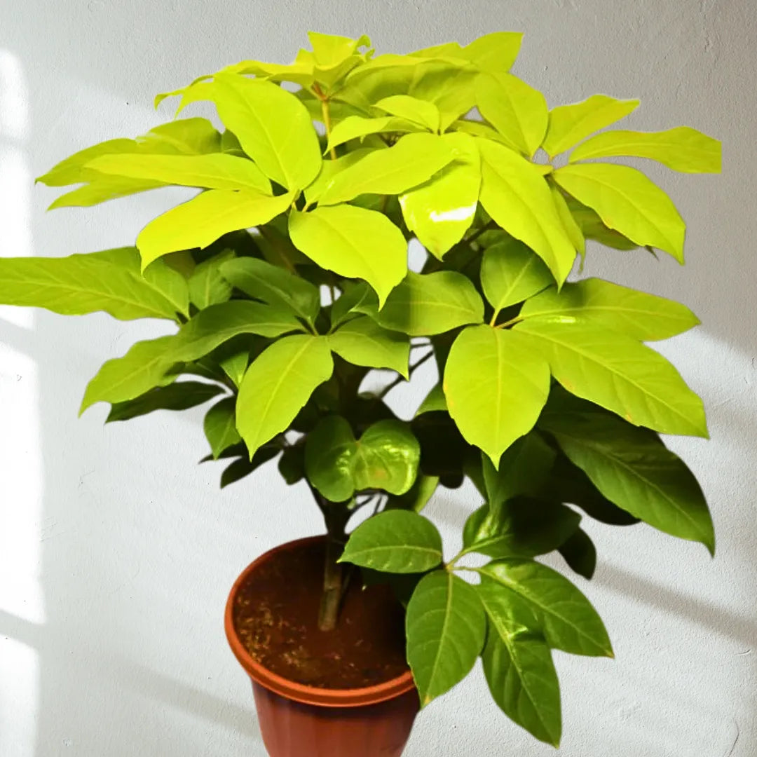 Buy Golden Brassia (Schefflera Actinophylla) - Plant Online at Laliteterprise