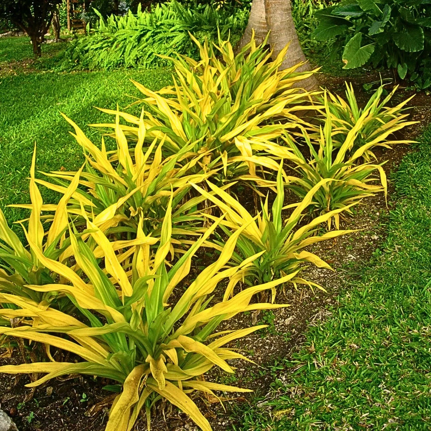 Buy Golden Crinum Lily - Plant Online at Lalitenterprise