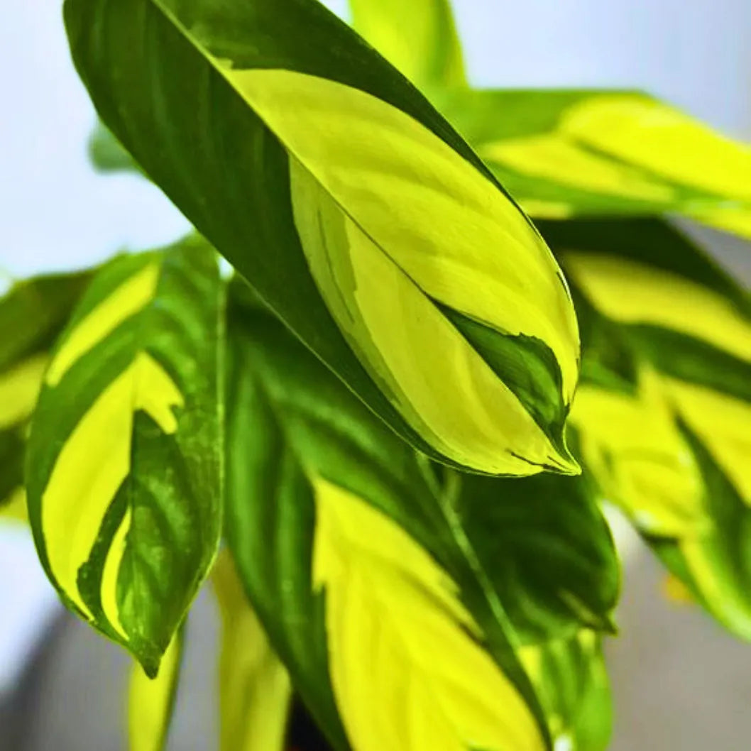 Buy Golden Mosaic - Plant Online at Lalitenterprise