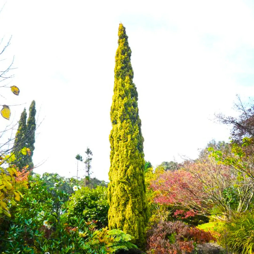 Buy Golden Pencil Pine (Cupressus Sempervirens) 'Swane's Golden' - Plant Online at Lalitenterprise