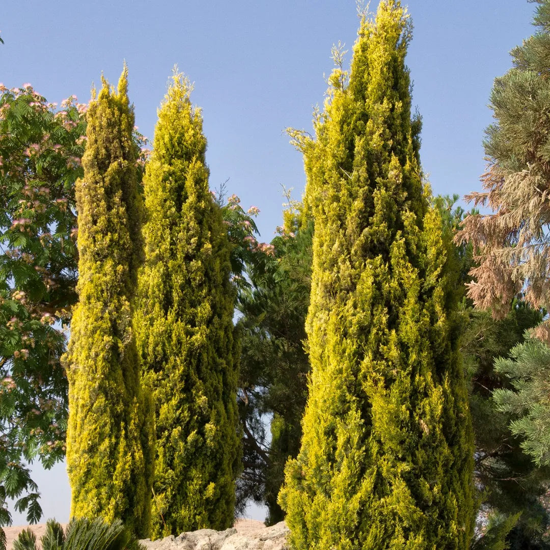 Buy Cupressus Sempervirens 'Swane's Golden' - Plant Online at Lalitenterprise