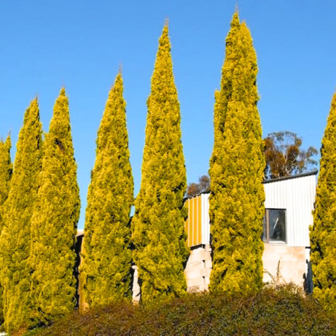 Buy Golden Pencil Pine - Plant Online at Lalitenterprise