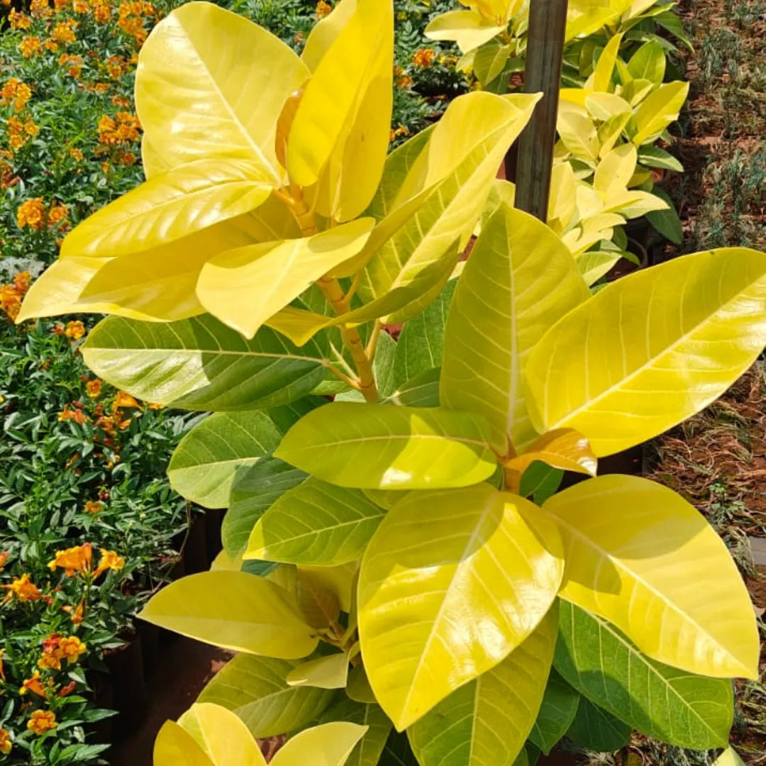 buy rubber tree online Rubber Plant "Golden" (Ficus Elastica)