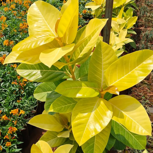 Buy Rubber Plant "Golden" (Ficus Elastica) - Plant Online at Lalitenterprise