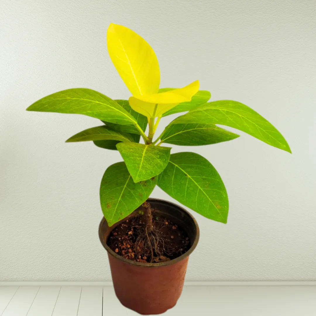 Rubber Plant "Golden" (Ficus Elastica) - Plant