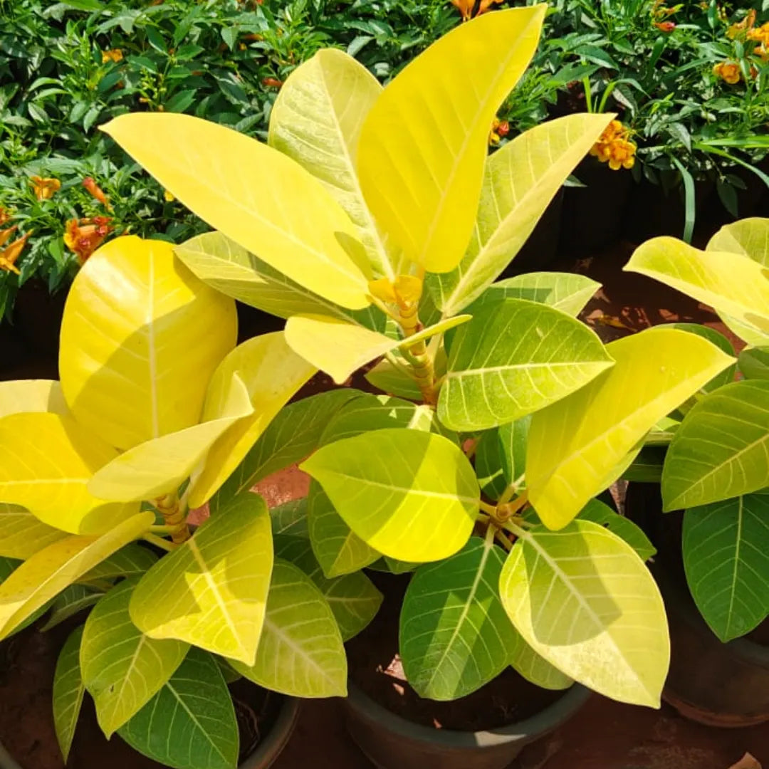 Rubber Plant "Golden" (Ficus Elastica) - Plant